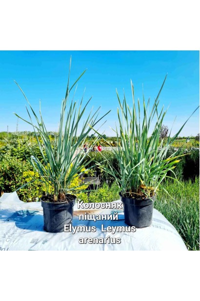 Колосняк піщаний - 3л/вис.50-60см/Ø15-20см